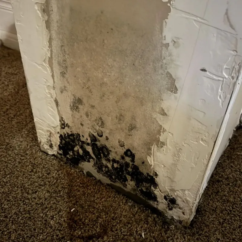 Professional Mold Removal in Gonzales, TX